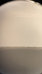 Centrocercus minimus