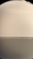 Centrocercus minimus