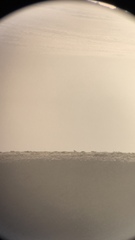 Centrocercus minimus