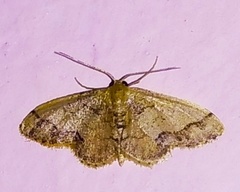 Idaea chotaria