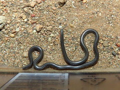Leptotyphlops nigricans