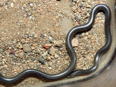 Leptotyphlops nigricans