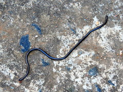 Leptotyphlops nigricans