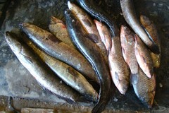 Channa argus