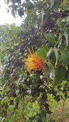 Psittacanthus schiedeanus