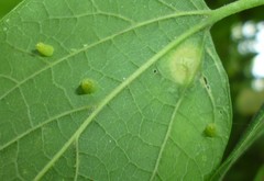 Celticecis aciculata