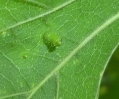 Celticecis aciculata