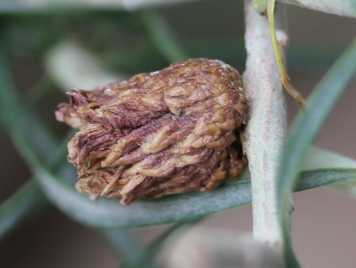 Rhopalomyia ericameriae