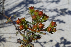 Lampranthus densifolius