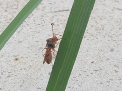 Diopsis longicornis