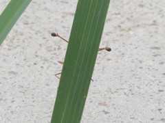 Diopsis longicornis