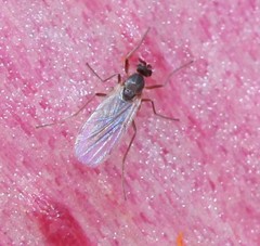 Lestremiinae