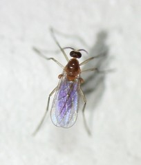 Lestremiinae