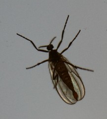 Micromyinae