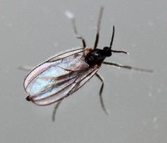 Micromyinae
