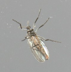 Micromyinae