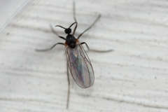 Micromyinae