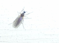 Micromyinae
