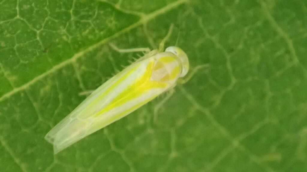 hazel leafhopper