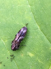 Agrilus subcinctus