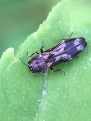 Agrilus subcinctus