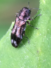 Agrilus subcinctus
