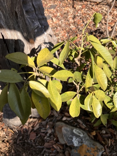 Wartberry (Vepris bremekampii)