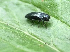 Agrilus cyanescens