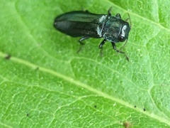 Agrilus cyanescens