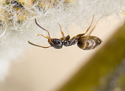 Odorous house ant