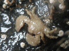 Porcellana platycheles