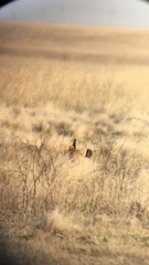 Tympanuchus pallidicinctus