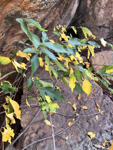 Strophanthus petersianus