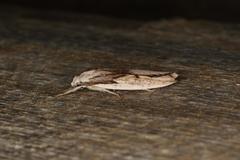 Pilostibes basivitta