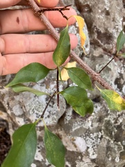 Strophanthus petersianus, photograph author not stated, no rights reserved