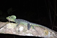 Basiliscus galeritus