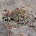 Eriogonum domitum - Photo (c) Bryce Silver-Bates, some rights reserved (CC BY-NC), uploaded by Bryce Silver-Bates