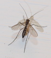 Macrocera