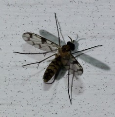 Proceroplatus elegans