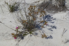 Lampranthus densifolius