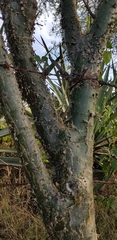 Fouquieria formosa