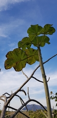 Jatropha peltata