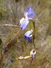 Disa venusta