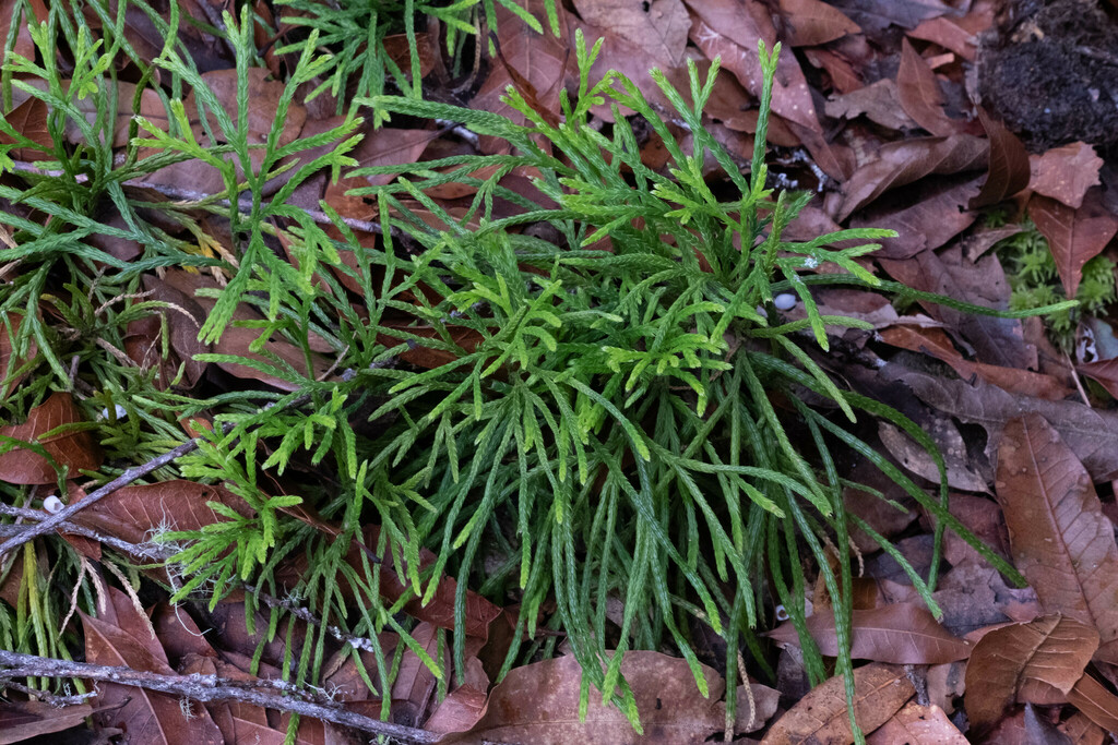 Diphasiastrum thyoides from San José Province, Pérez Zeledón, Costa