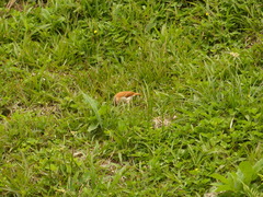 Furnarius leucopus cinnamomeus
