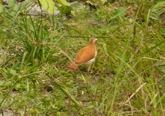 Furnarius leucopus cinnamomeus