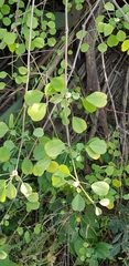 Euphorbia macvaughii