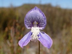 Disa venusta