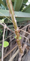 Euphorbia macvaughii