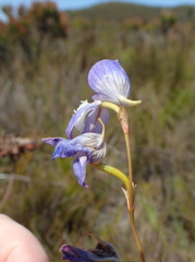 Disa venusta
